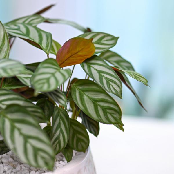 Chậu Cây Thiết Kế Đồng Xanh 002