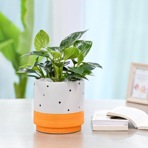 Chậu Cây Thiết Kế Đồng Xanh 001