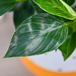 Chậu Cây Thiết Kế Đồng Xanh 001