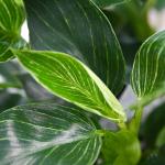 Chậu Cây Thiết Kế Đồng Xanh 001