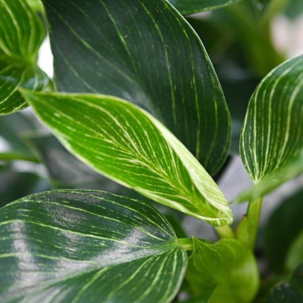 Chậu Cây Thiết Kế Đồng Xanh 001