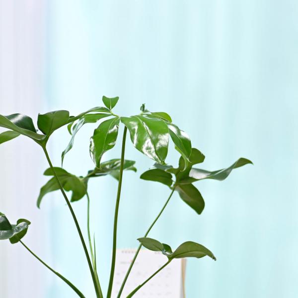 Chậu Cây Thiết Kế Đồng Xanh 006