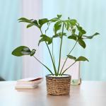 Chậu Cây Thiết Kế Đồng Xanh 006