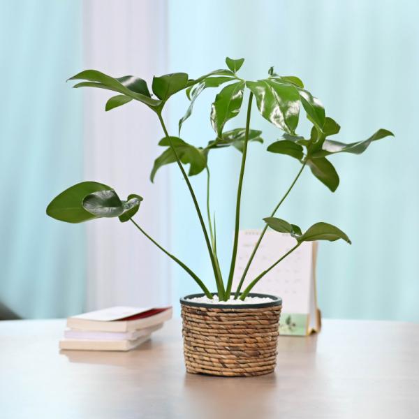 Chậu Cây Thiết Kế Đồng Xanh 006