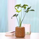 Chậu Cây Thiết Kế Đồng Xanh 006