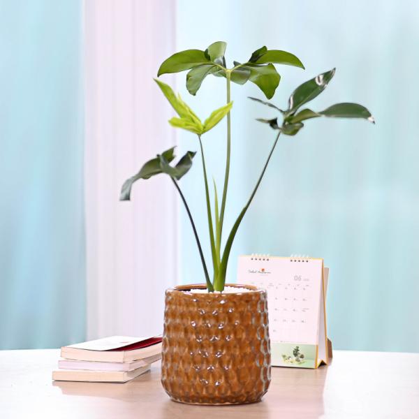 Chậu Cây Thiết Kế Đồng Xanh 006