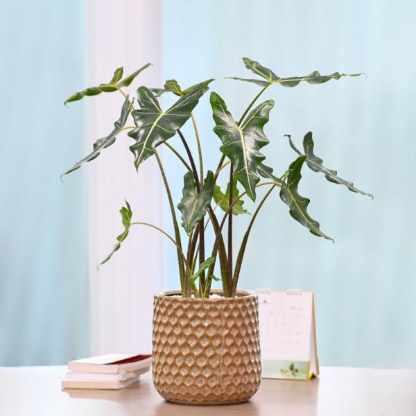 Chậu Cây Thiết Kế Đồng Xanh 004