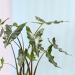 Chậu Cây Thiết Kế Đồng Xanh 004