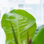 Chậu Cây Xanh Thiết Kế 003