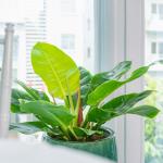 Chậu Cây Xanh Thiết Kế 003