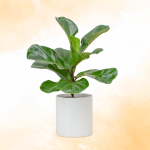 Chậu Sứ Cây Bàng Singapore 025