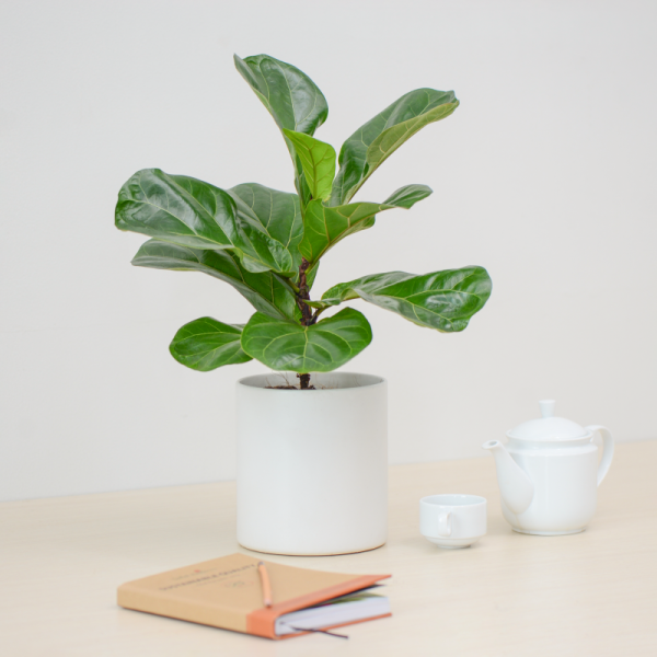 Chậu Sứ Cây Bàng Singapore 025