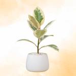 Chậu Sứ Cây Đa Cẩm Thạch 028