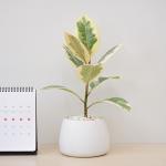 Chậu Sứ Cây Đa Cẩm Thạch 028