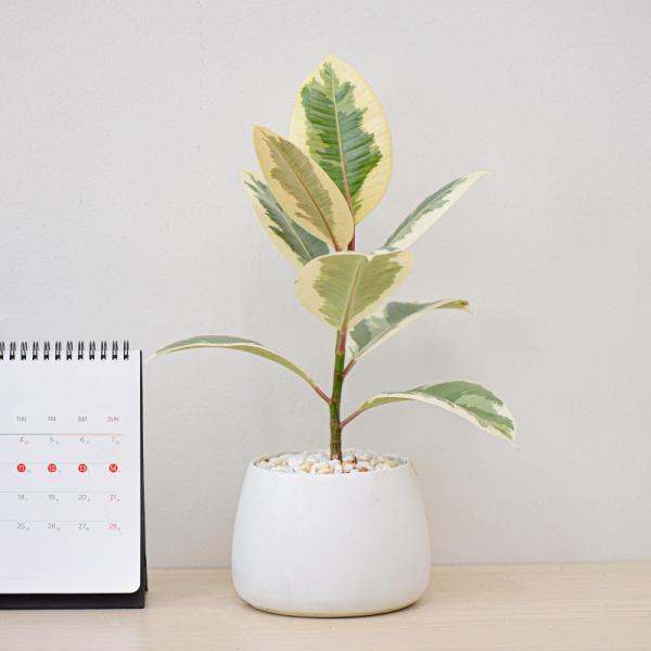 Chậu Sứ Cây Đa Cẩm Thạch 028