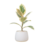 Chậu Sứ Cây Đa Cẩm Thạch 028