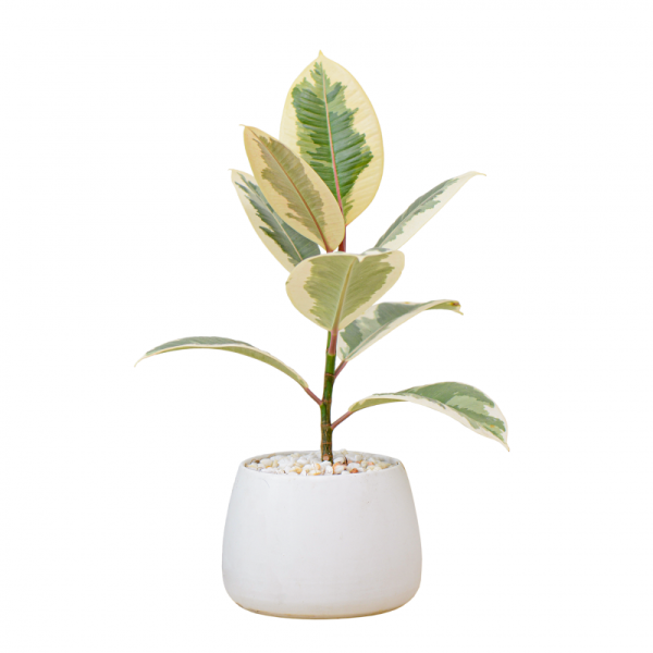 Chậu Sứ Cây Đa Cẩm Thạch 028