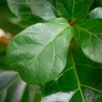 Chậu Cây Xanh Thiết Kế 001