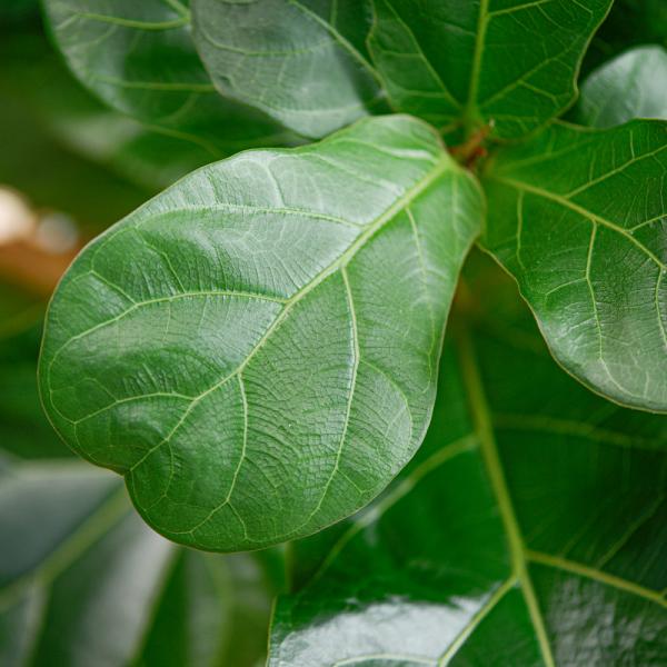 Chậu Cây Xanh Thiết Kế 001