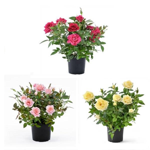 Fragrant Rose Medi Mix - Hồng hương Mix