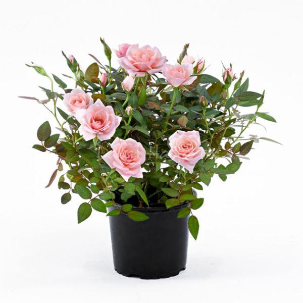 Fragrant Rose Medi Pink - Hồng hương hồng