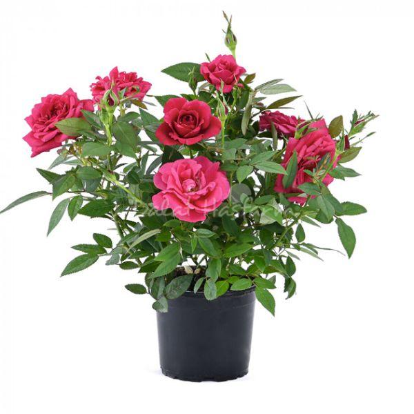 Fragrant Rose Medi Red - Hồng hương đỏ
