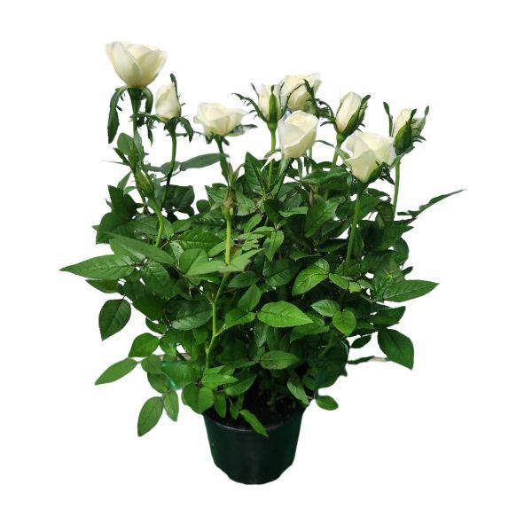 Fragrant Rose Medi White - Hồng hương trắng