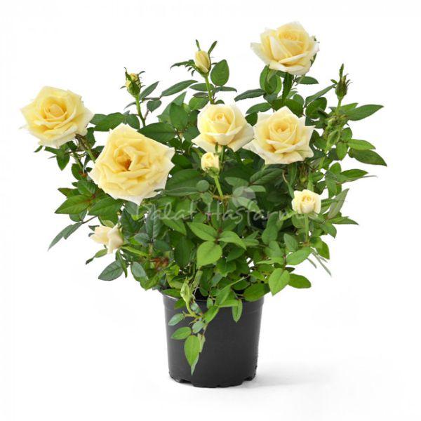 Fragrant Rose Medi Yellow - Hồng hương vàng
