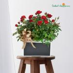 Chậu Hoa Thiết Kế Yêu Thương 053