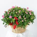 Giỏ Hoa Chậu Thiết Kế Yêu Thương 035