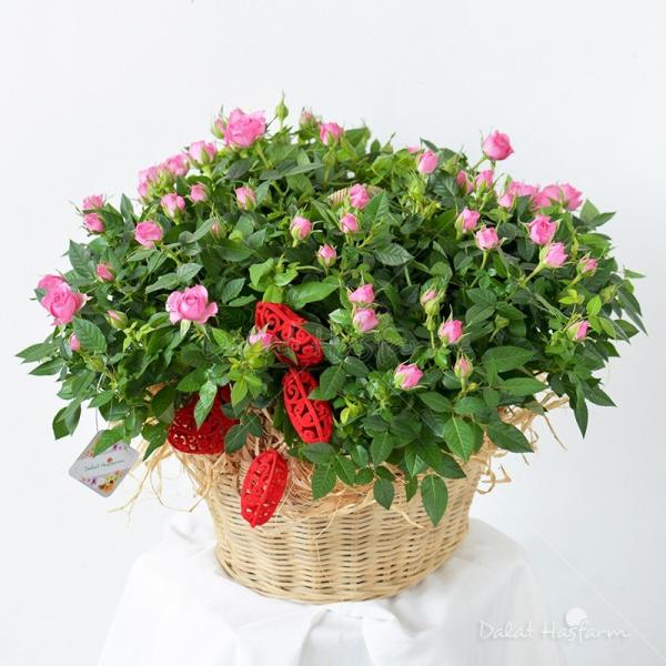 Giỏ Hoa Chậu Thiết Kế Yêu Thương 035