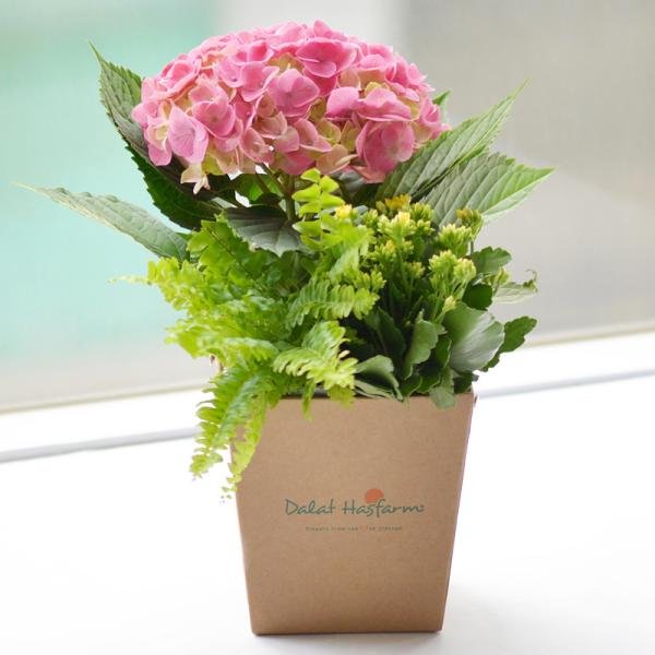 Chậu Hoa Thiết Kế  Chân Thành 032