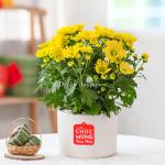 Chậu Sứ Hoa Cúc Lớn 023