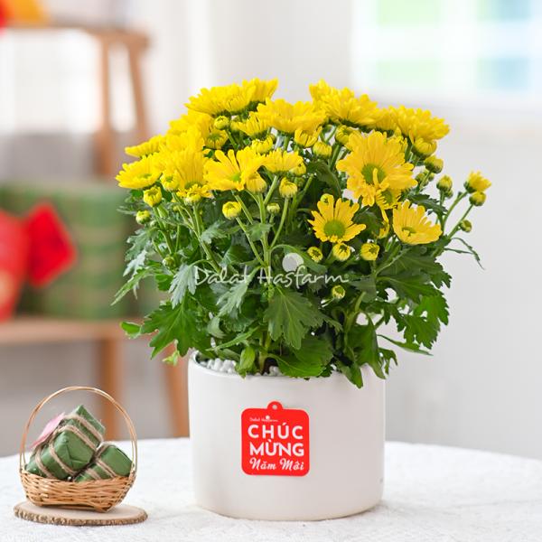 Chậu Sứ Hoa Cúc Lớn 023