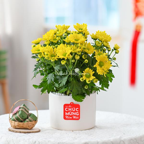 Chậu Sứ Hoa Cúc Lớn 023