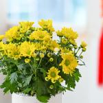 Chậu Sứ Hoa Cúc Lớn 023