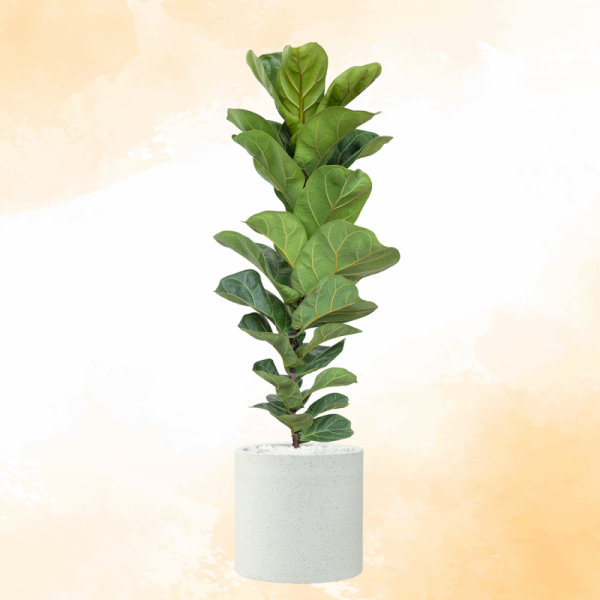 Chậu Cây Xanh Thiết Kế 001