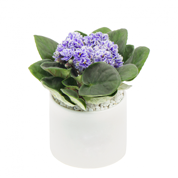 Chậu Sứ Hoa Violet Châu Phi 014