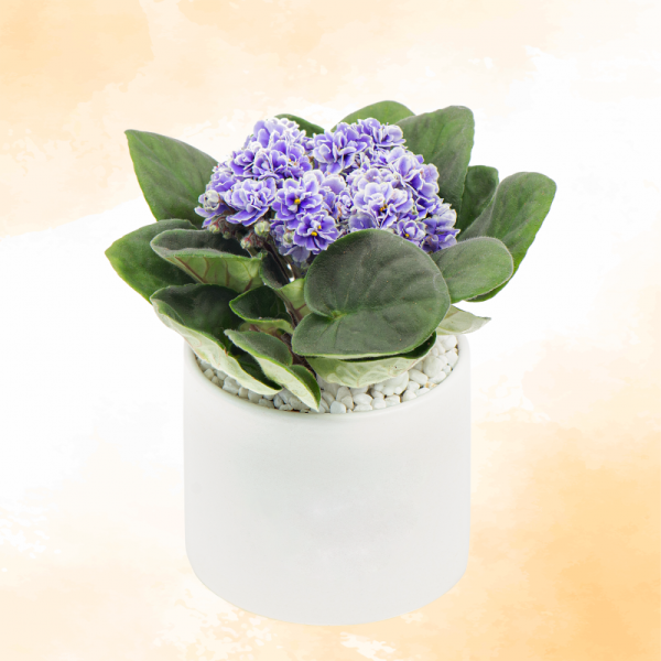 Chậu Sứ Hoa Violet Châu Phi 014