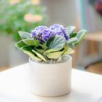 Chậu Sứ Hoa Violet Châu Phi 014