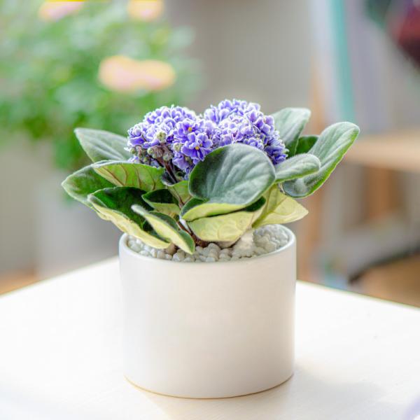 Chậu Sứ Hoa Violet Châu Phi 014