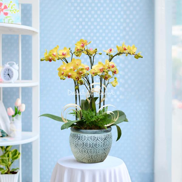 Lan Hồ Điệp Thành Ý 085