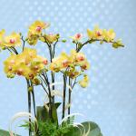 Lan Hồ Điệp Thành Ý 085