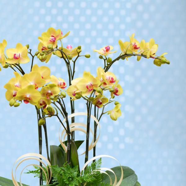 Lan Hồ Điệp Thành Ý 085