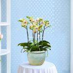 Lan Hồ Điệp Thành Ý 086