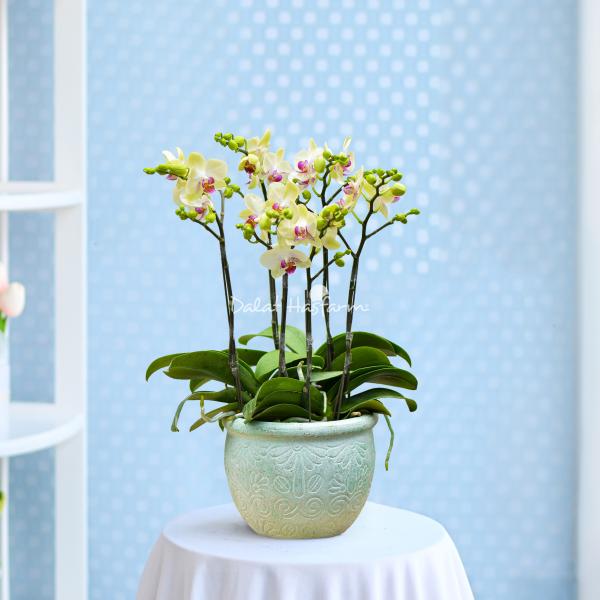 Lan Hồ Điệp Thành Ý 086