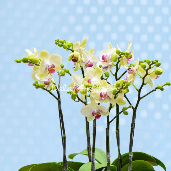 Lan Hồ Điệp Thành Ý 086