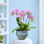 Lan Hồ Điệp Hồng Phát 081