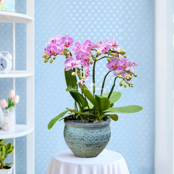 Lan Hồ Điệp Hồng Phát 081