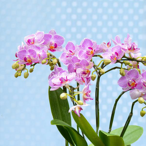 Lan Hồ Điệp Hồng Phát 081